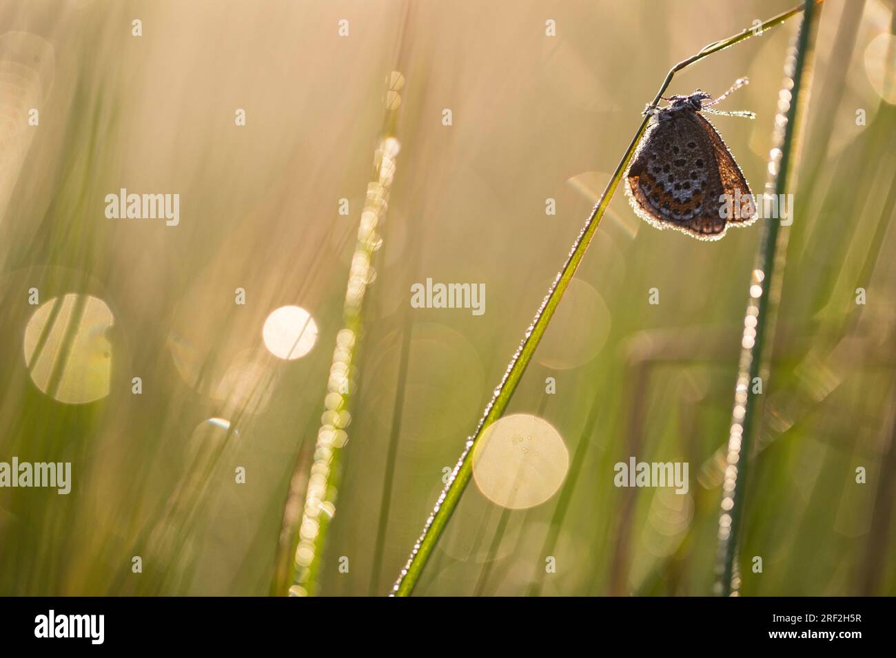 Bleu clouté d'argent (Plebejus argus, Plebeius argus), mâle assis à la tige de la plante, vue de côté, pays-Bas, Frise, Delleboersterheide Banque D'Images