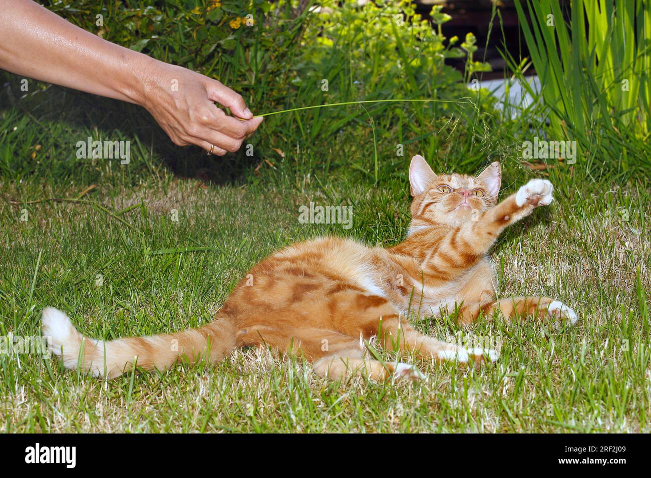 Chat domestique, chat domestique (Felis silvestris F. catus), femme jouant dans le jardin avec un tabby tomcat rouge, Allemagne Banque D'Images