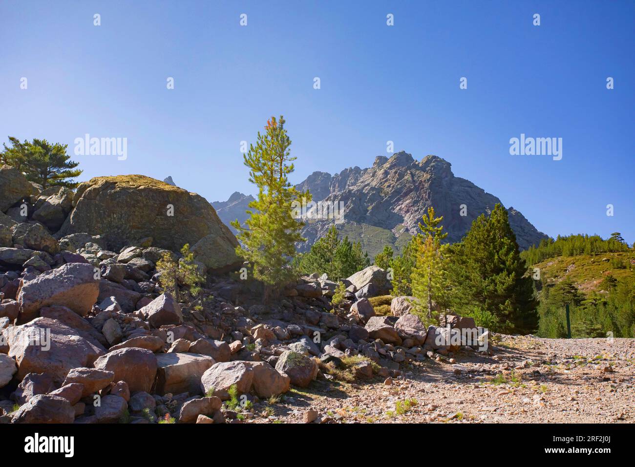 Pin Corse, pin noir Corse (Pinus nigra subsp. laricio, Pinus nigra laricio), Vallée de l'Asco et Monte Cinto, France, Corse Banque D'Images