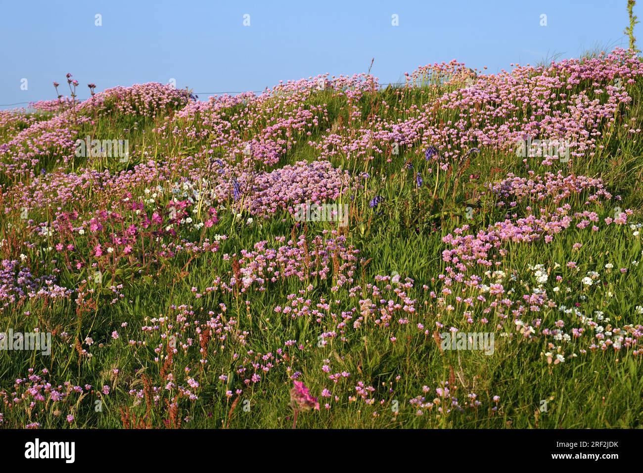 Friperie, friperie occidentale (Armeria maritima), nombreuses friperies fleuries sur la côte, France, Bretagne, Cap Fréhel Banque D'Images