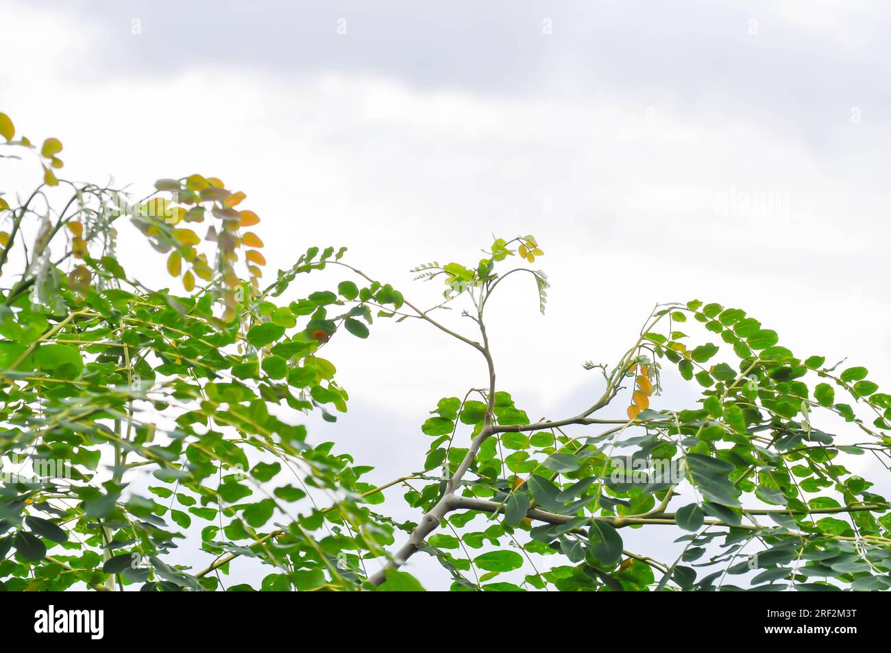 Adenanthera pavonina L ou Leguminosae Mimosoideae ou arbre de santal rouge ou arbre de coralwood ou arbre de santal ou arbre de perle et fond de ciel Banque D'Images