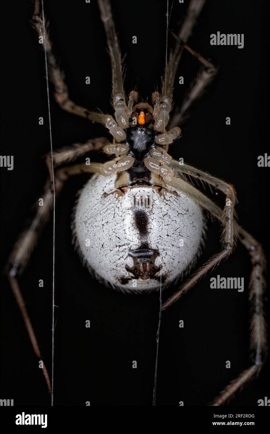 Araignée blanche en toile d'araignée - Achaearanea tepidariorum - les détails fins de l'abdomen de l'araignée peuvent être clairement vus lorsqu'elle est suspendue à sa toile. Nouvelle-Zélande Banque D'Images