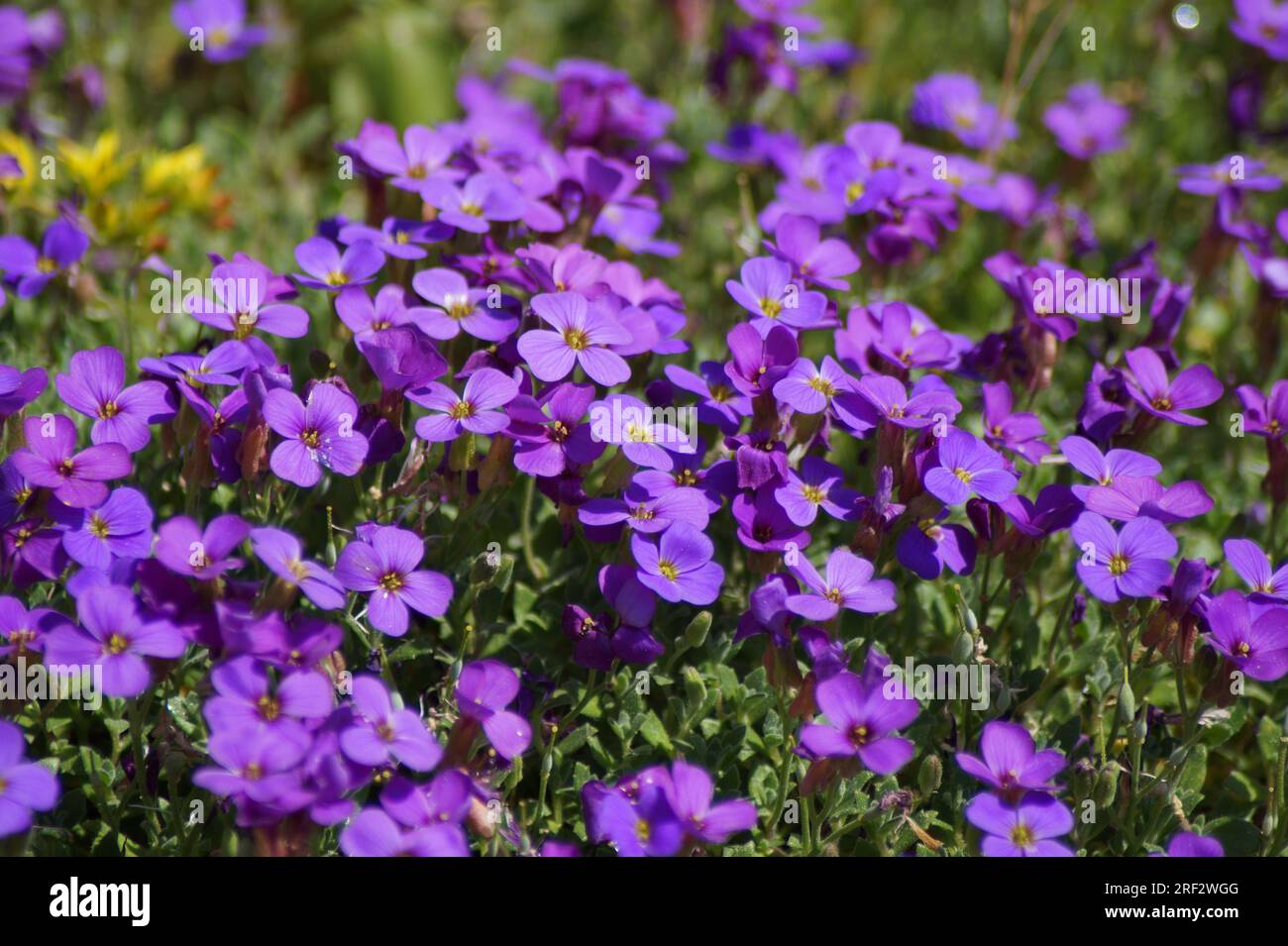 Fleurs roses du coussin bleu, Aubrieta Banque D'Images