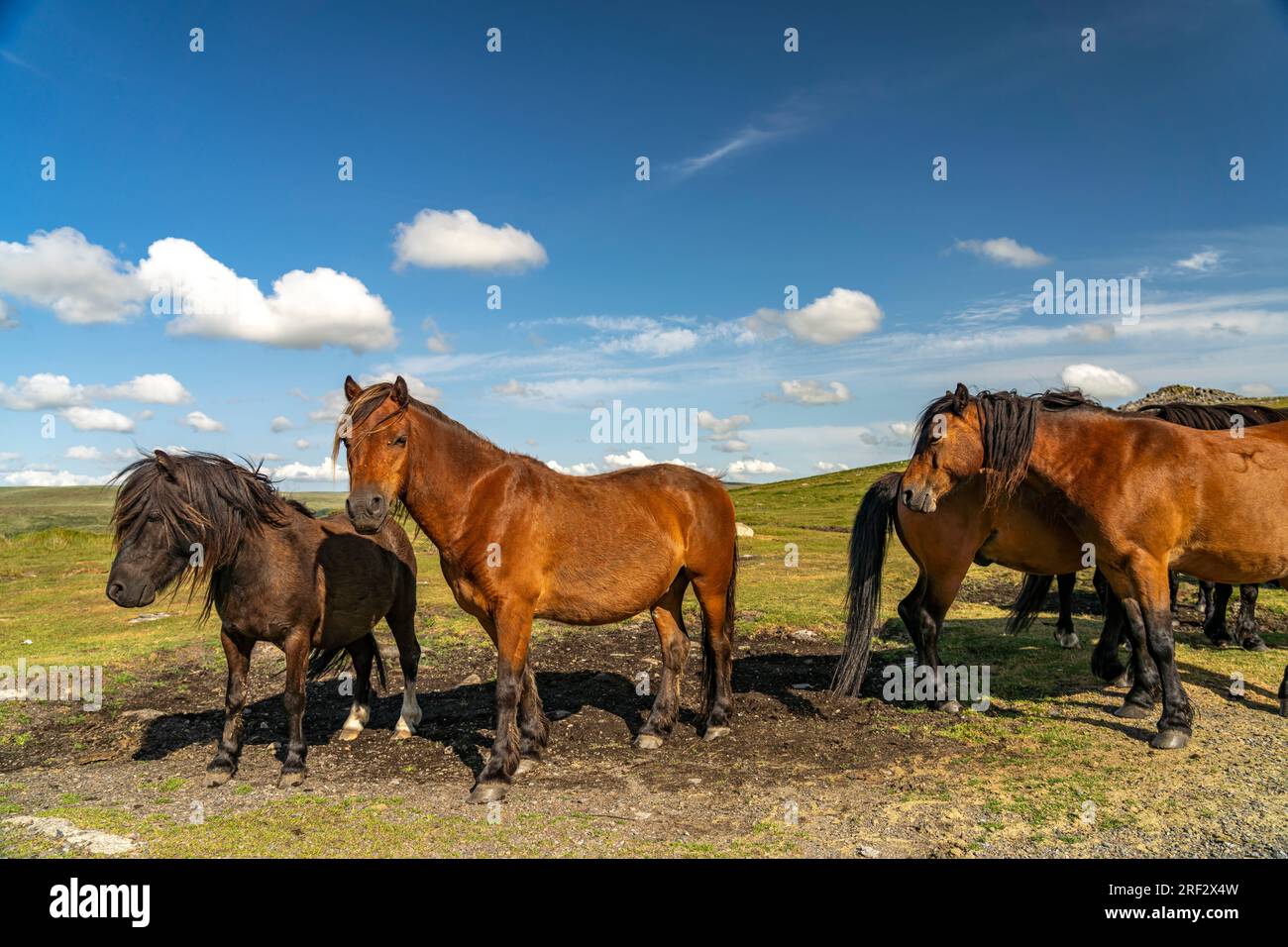 Pferde im Dartmoor, Devon, England, Großbritannien, Europa | chevaux au Dartmoor, Devon, Angleterre, Royaume-Uni de Grande-Bretagne, Europe Banque D'Images