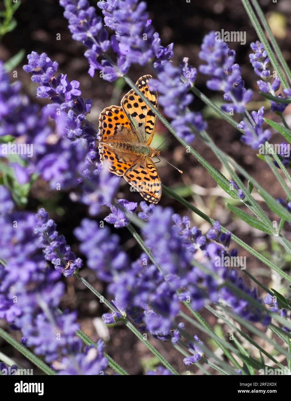 REINE D'ESPAGNE FRITILLAIRE Issoria Lathonia sur fleur de Muscari Banque D'Images