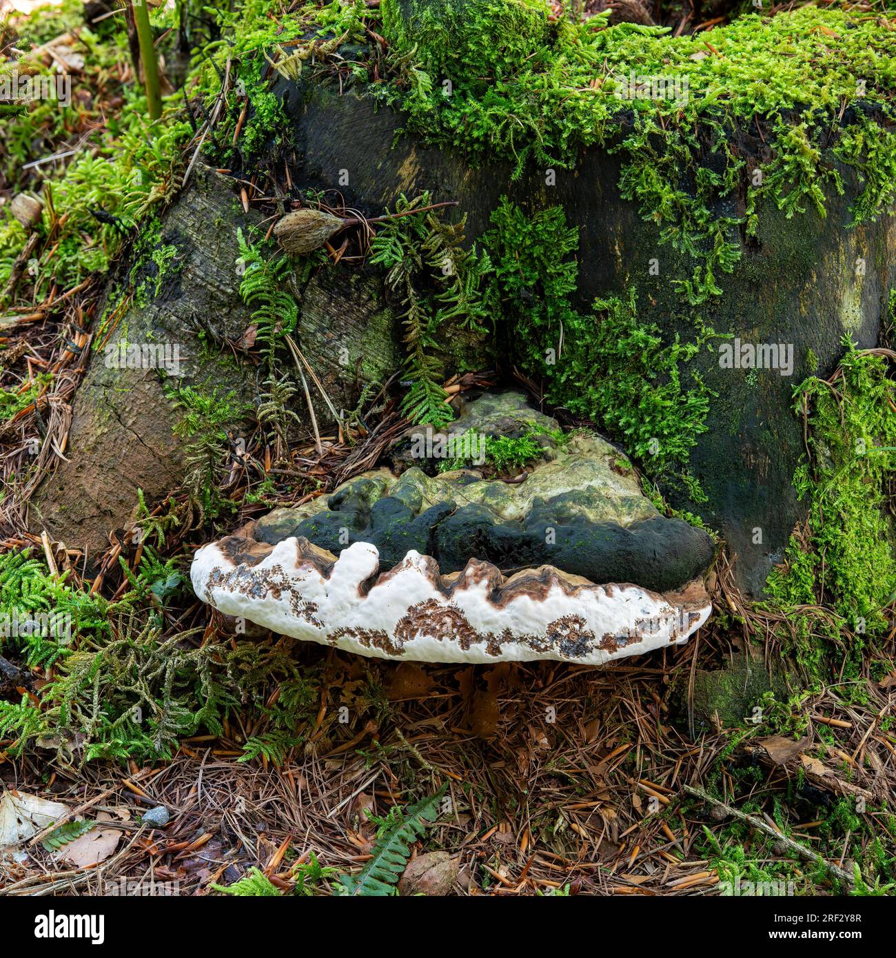 An Artists Bracket Fungi sur un tronc de hêtre pourri en bois de Beacon, Penrith, Cumbria, Royaume-Uni Banque D'Images