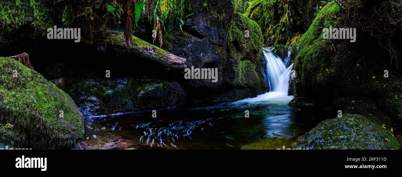 Photo à obturation lente capturant le mouvement d'une petite cascade à Dollar Glen avec des rochers recouverts de mousse et des fougères Banque D'Images