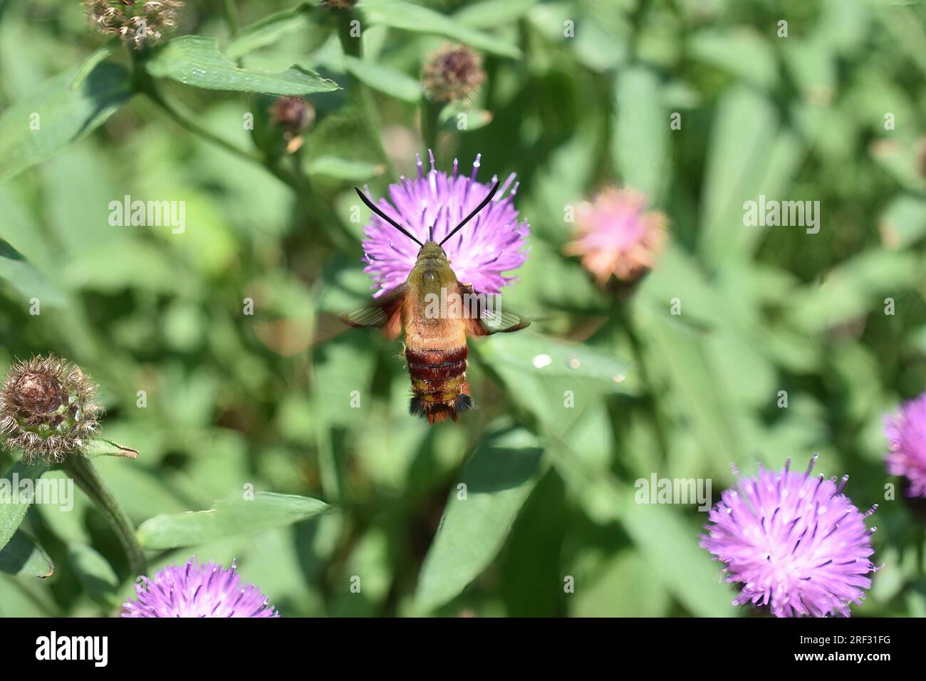 Le colibri aile claire Hemaris thysbe hawkmoth sur fleur violette Banque D'Images