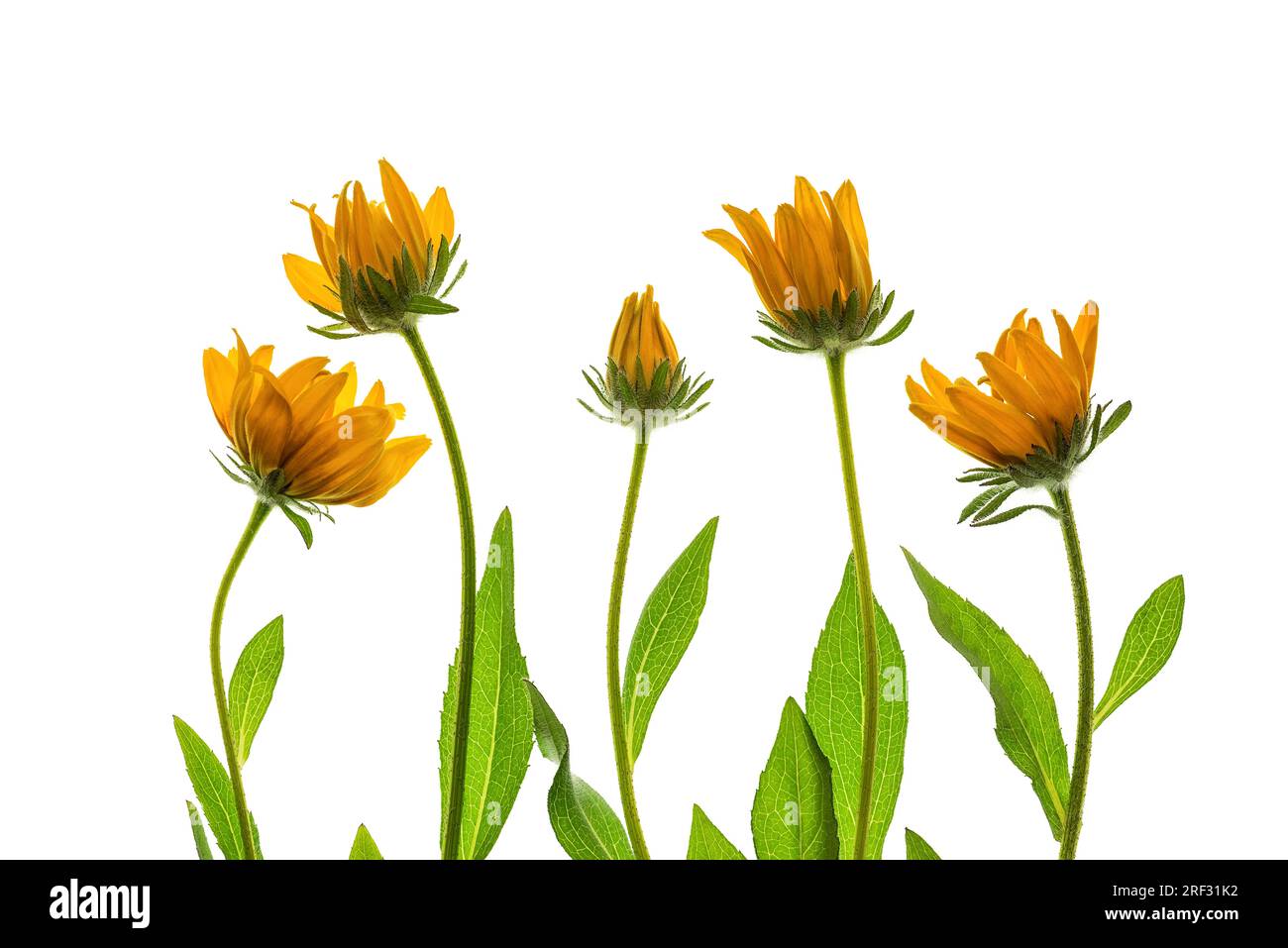 Fleurs de Rudbeckia sur fond blanc. Composition florale avec des fleurs jaunes. Banque D'Images