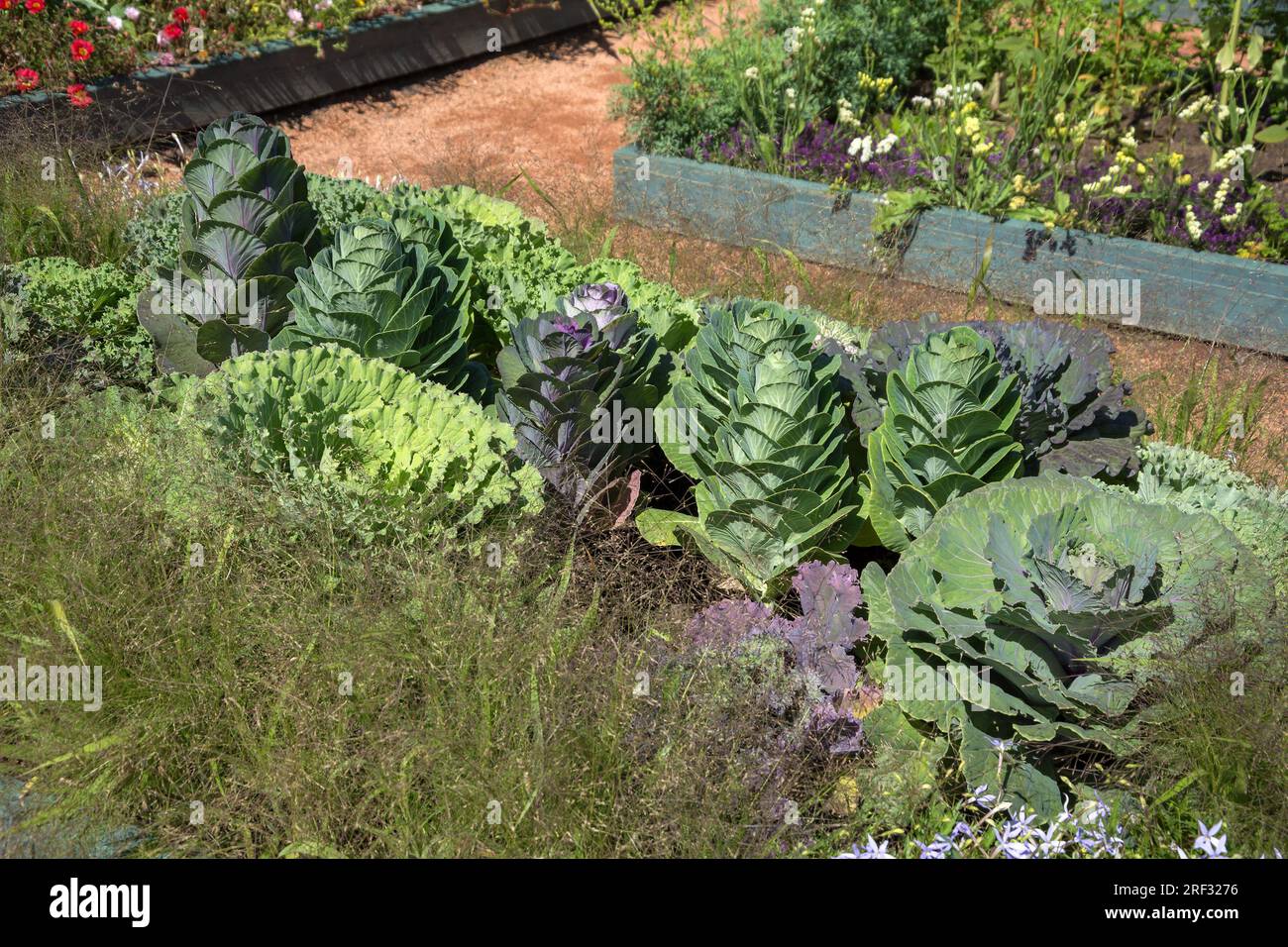 Un lit de chou ornemental luxuriant et d'herbes décoratives dans le jardin de l'apothicaire Banque D'Images