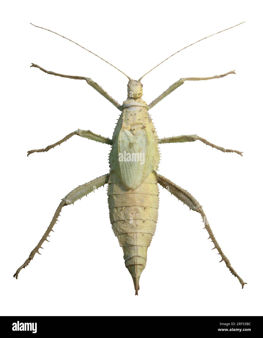 Grande sauterelle verte exotique vu d'en haut, isolé sur blanc avec clipping path Banque D'Images