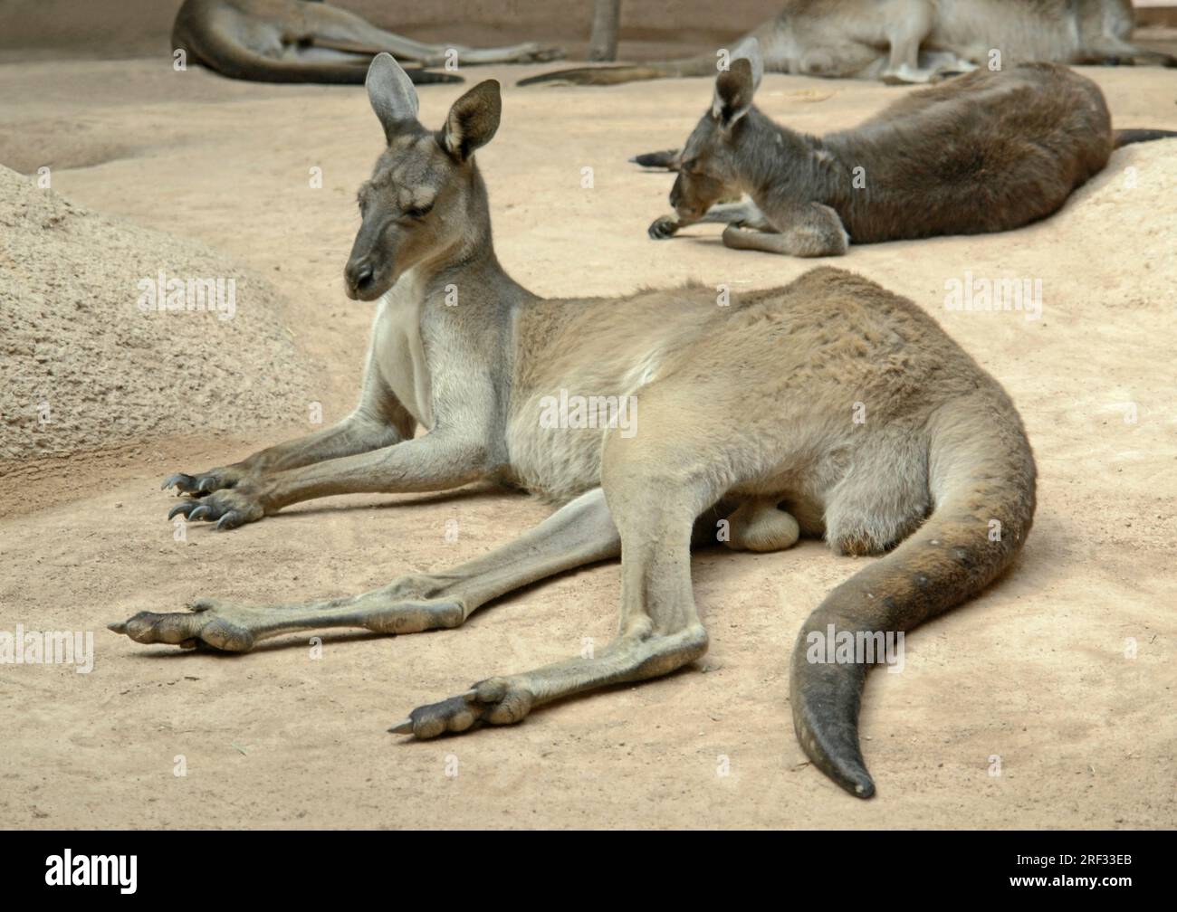Certains kangourous repose au sol en gravier sable anbiance Banque D'Images