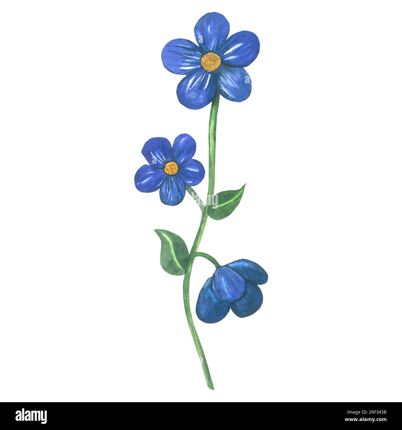 Illustration à l'aquarelle d'une fleur bleue de style médiéval. Fait à la main isolé sur fond blanc Banque D'Images