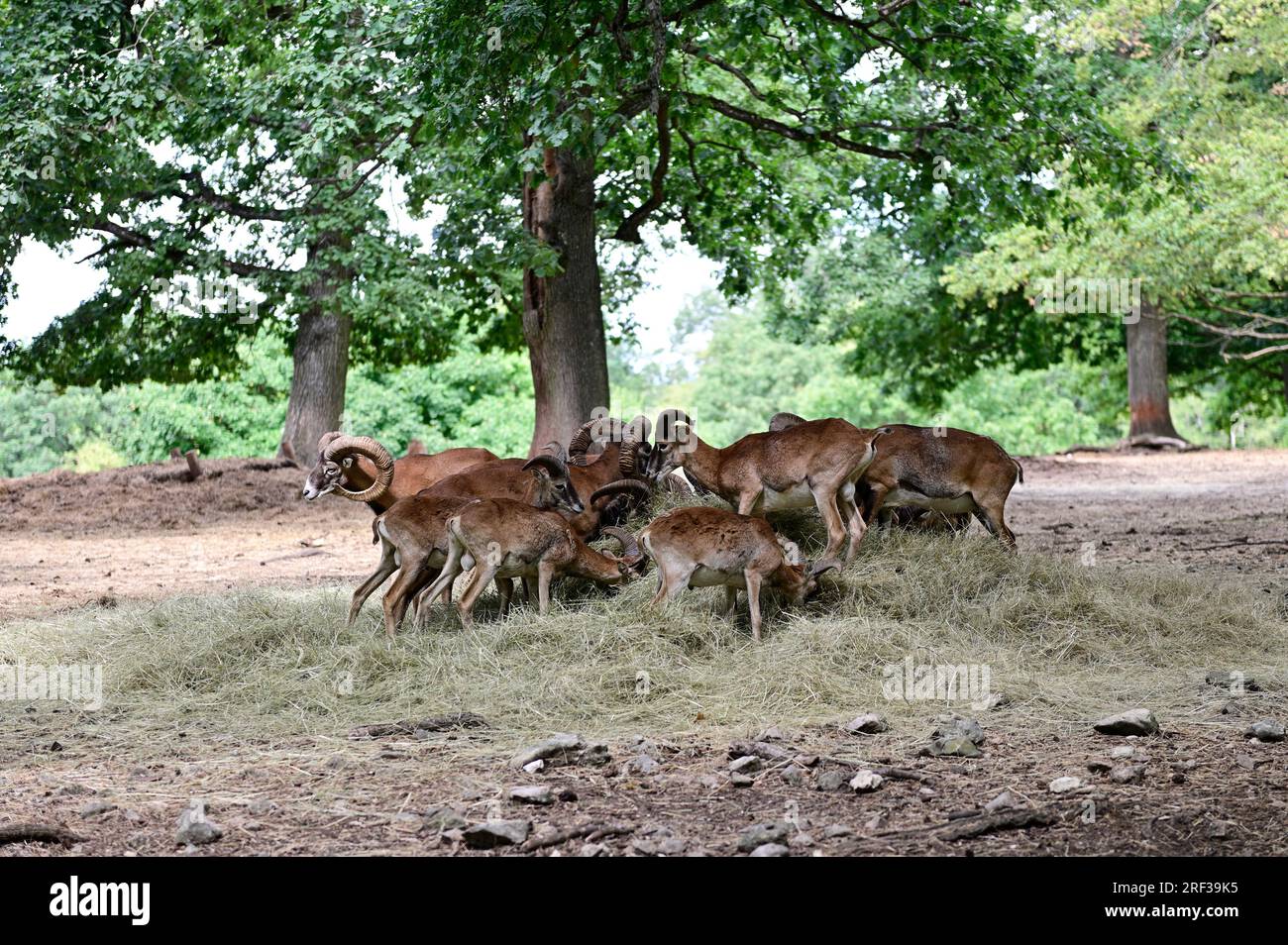Ernstbrunn, Weinviertel, Basse-Autriche, Autriche. 29 juillet 2023. Mouflon européen (Ovis gmelini musimon) dans le parc animalier Ernstbrunn Banque D'Images