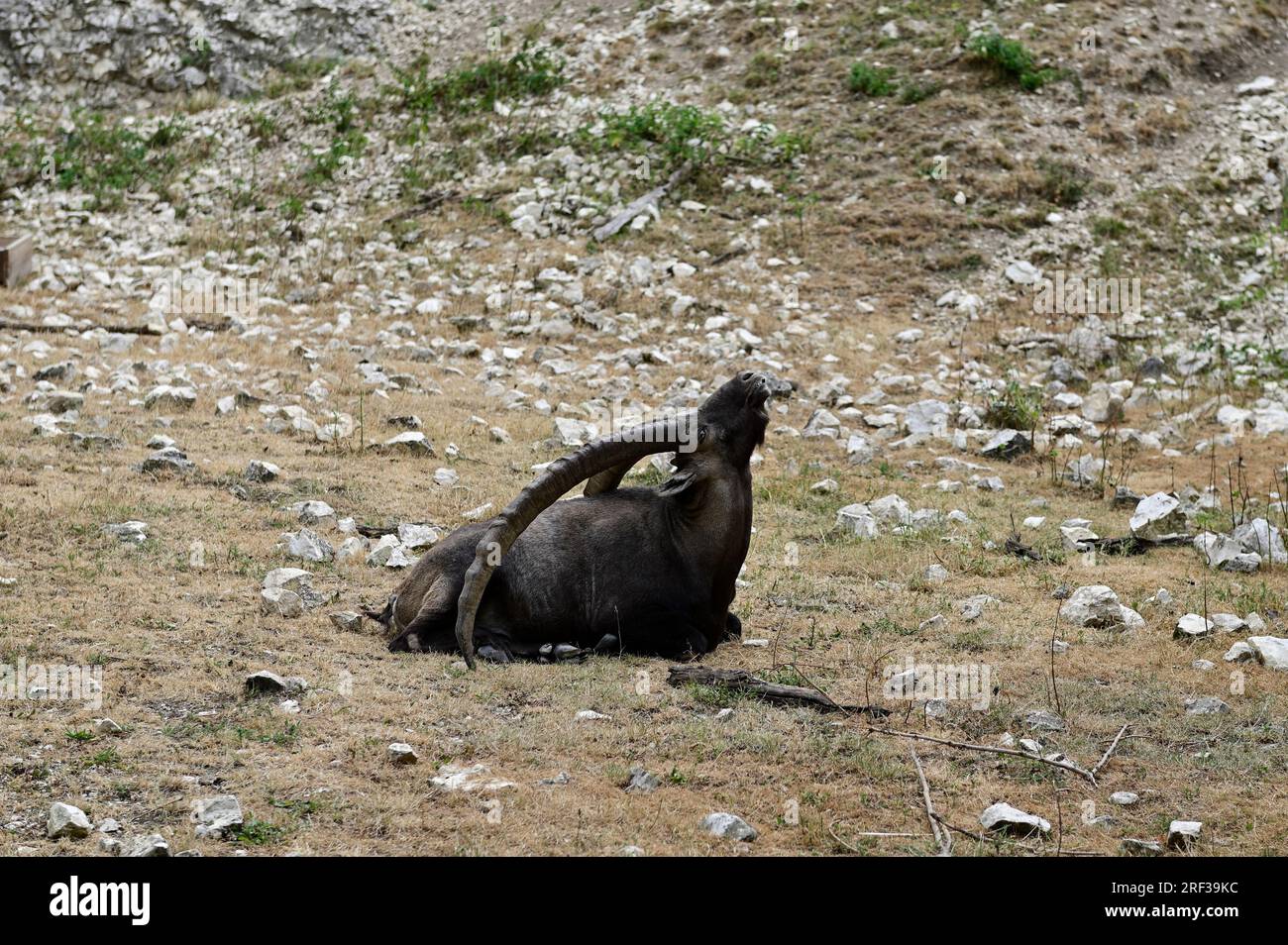 Ernstbrunn, Weinviertel, Basse-Autriche, Autriche. 29 juillet 2023. Bouquetin alpin (Capra Ibex) dans le parc animalier Ernstbrunn Banque D'Images