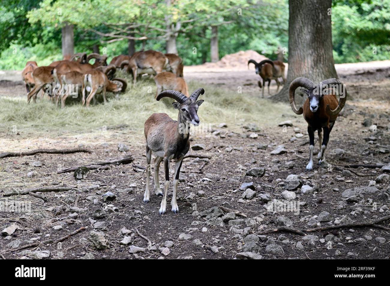 Ernstbrunn, Weinviertel, Basse-Autriche, Autriche. 29 juillet 2023. Mouflon européen (Ovis gmelini musimon) dans le parc animalier Ernstbrunn Banque D'Images