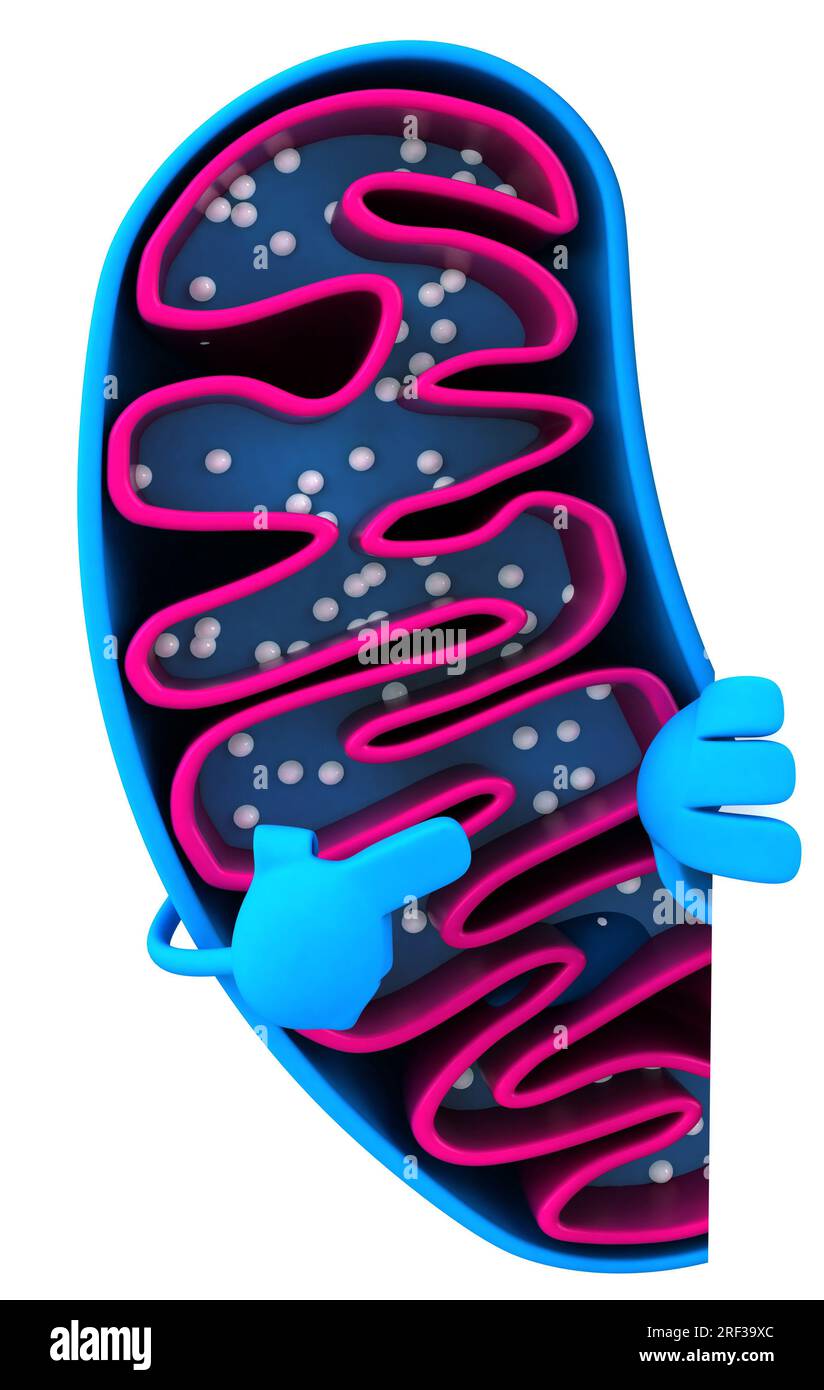 Personnage amusant de mitochondries de dessin animé 3D. Banque D'Images