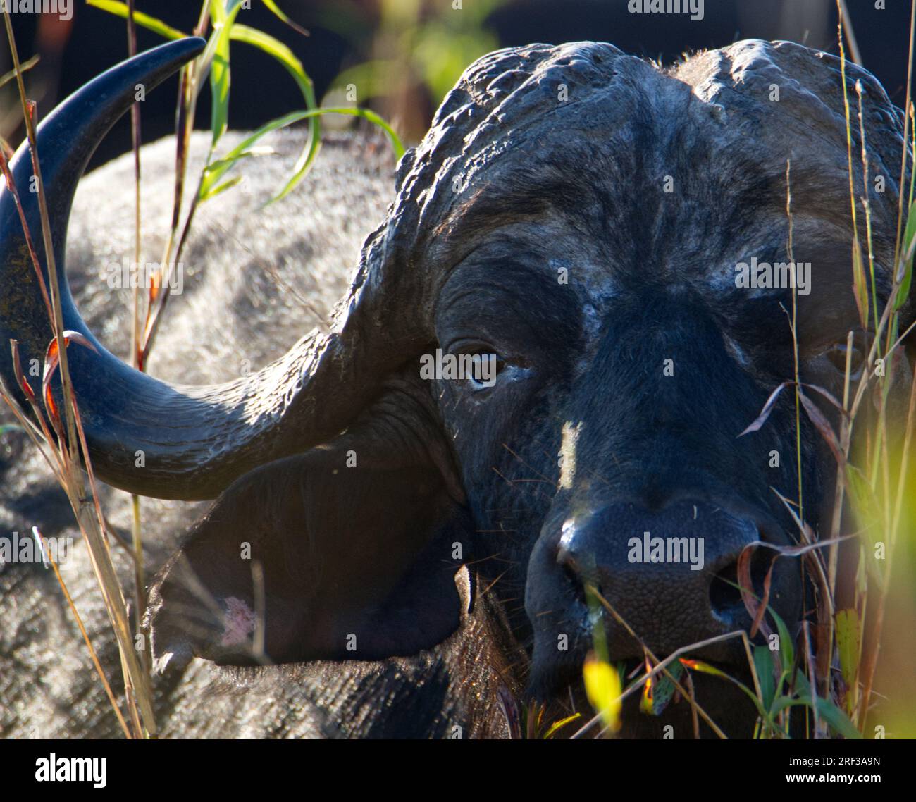 Gros plan d'un buffle dans le parc national de Ruaha 01, Tanzanie Banque D'Images