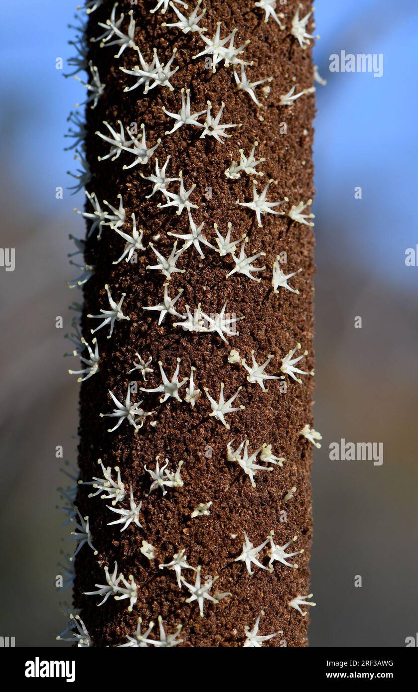 Gros plan de fleurs riches en nectar étoilé et en pollen d'une épi de fleur d'arbre de graminées de Xanthorrhoea resinosa indigène australienne, famille des Asphodelaceae Banque D'Images