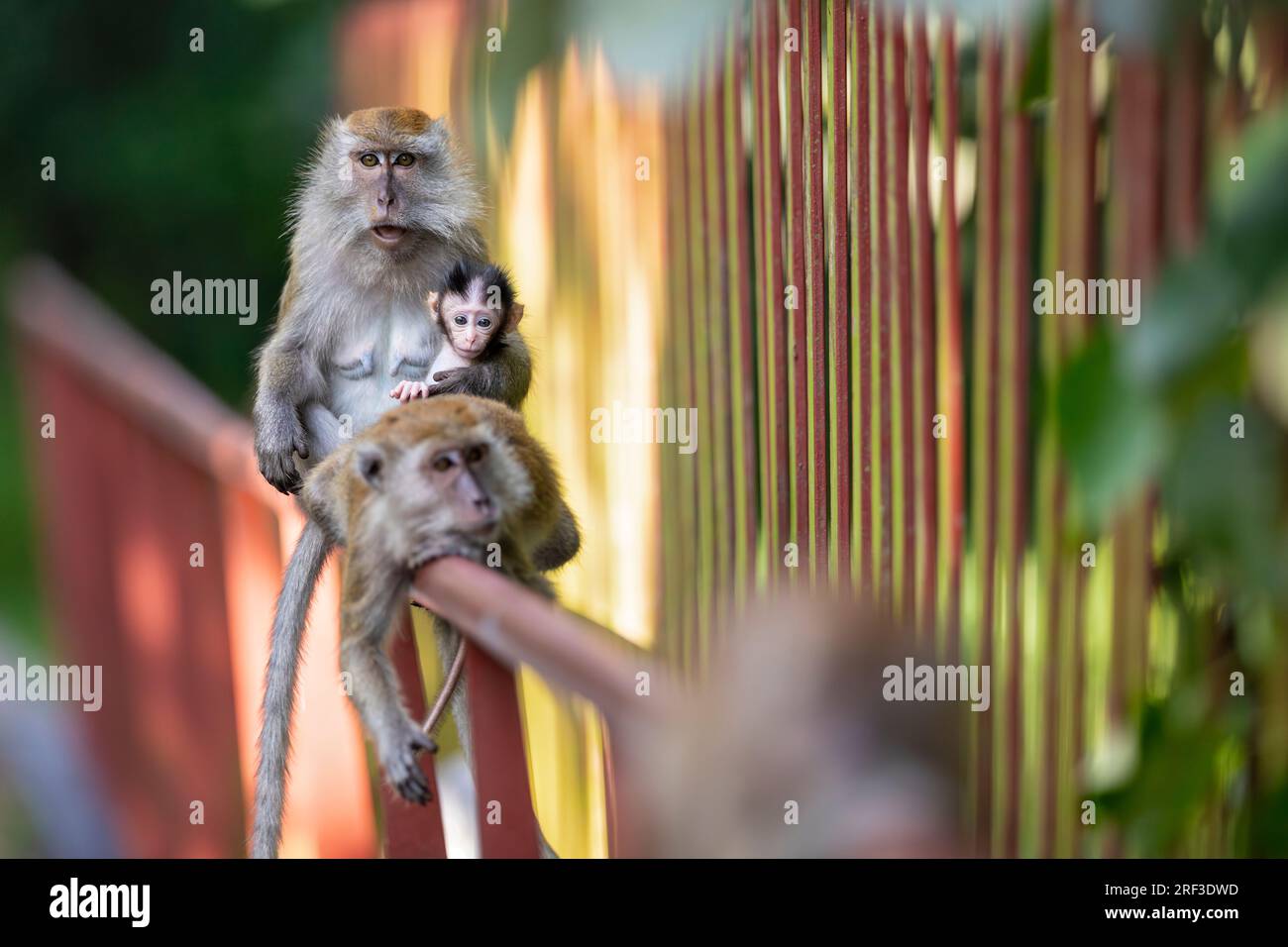 Une femelle macaque à longue queue tient son bébé assis sur la main courante d'un pont le long de la promenade Punggol Promenade nature Walk, Singapour Banque D'Images