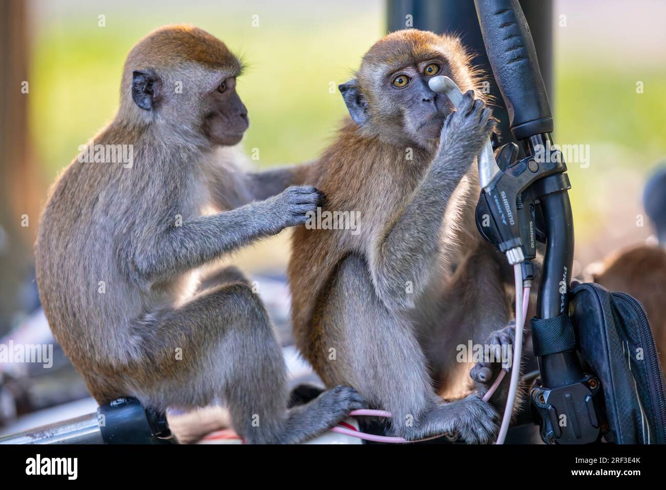 Gros plan de deux macaques juvéniles à longue queue allogrooming sur le vélo du photographe garé sur Punggol Promenade nature Walk, Singapour Banque D'Images