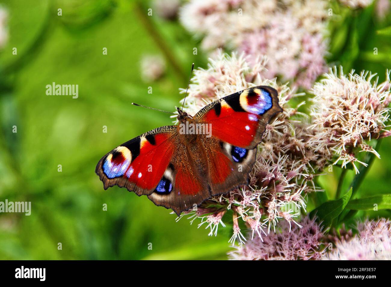 Papillon de paon (Inachis io) se nourrissant de chanvre Agrimony (Eupatorium cannabinum), une plante qui attire les papillons. Banque D'Images