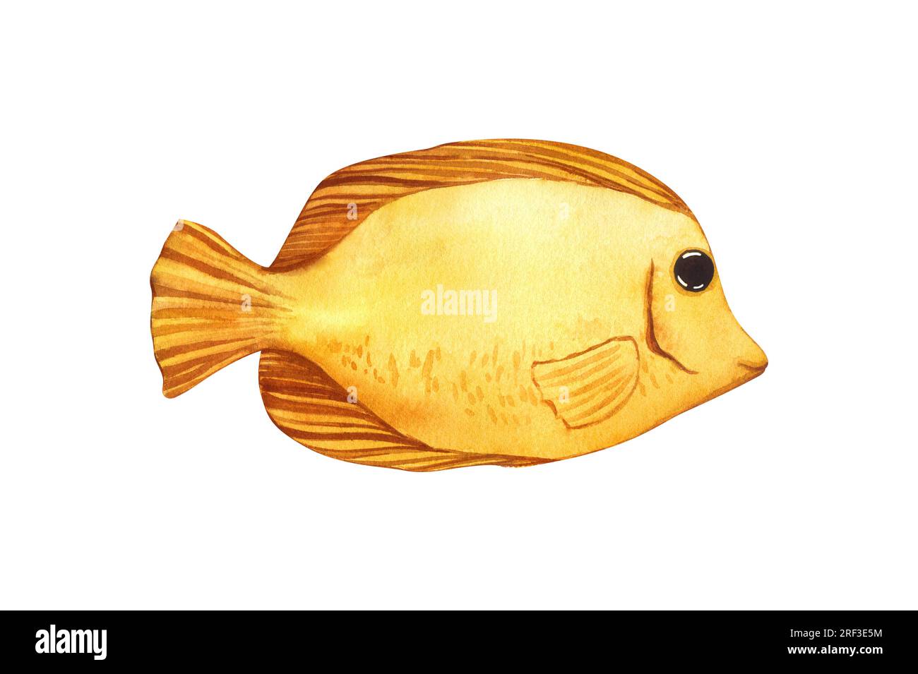 Aquarelle de poissons marins tropicaux jaune Tang.Hand dessin animé illustration d'animaux d'aquarium isolé sur fond blanc. Concept pour étiquette, bannière Banque D'Images