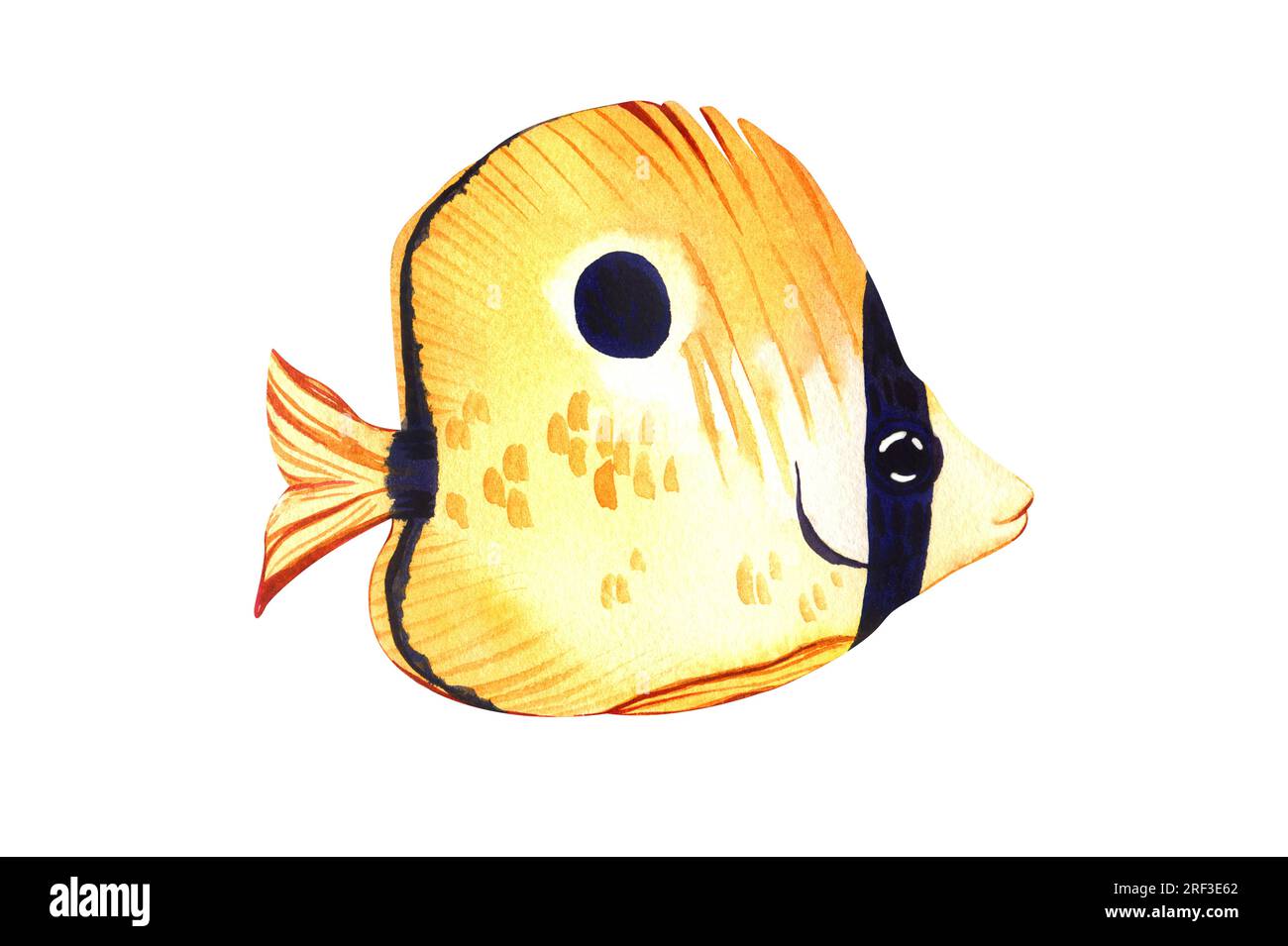 Aquarelle de poisson marin tropical jaune larme butterflyfish. Dessin à la main illustration d'animaux d'aquarium de dessin animé isolé sur fond blanc. Concept Banque D'Images