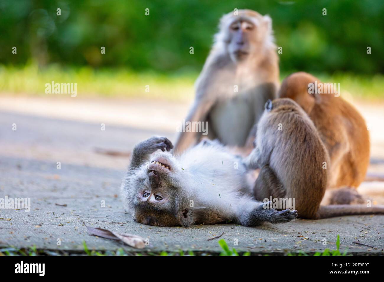 Une femelle supervise deux juvéniles de macaques à longue queue allogroom, un adulte allongé sur le tarmac le long de la promenade Punggol Promenade nature Walk, Singapour Banque D'Images