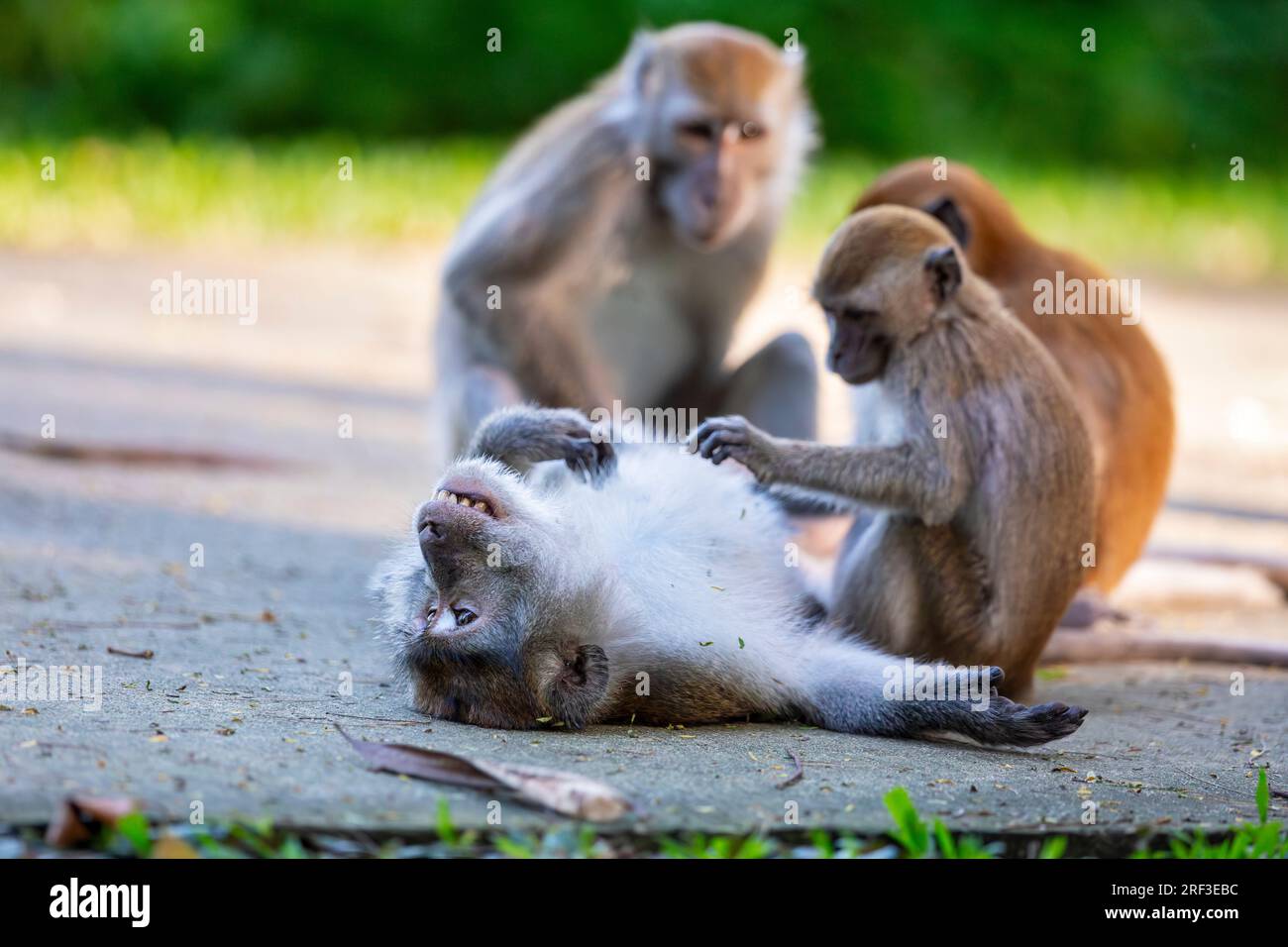 Une femelle supervise deux juvéniles de macaques à longue queue allogroom, un adulte allongé sur le tarmac le long de la promenade Punggol Promenade nature Walk, Singapour Banque D'Images