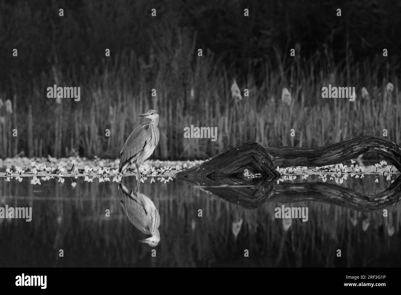 Héron gris adulte (Ardea cinerea) avec reflet dans le lac. Stamford Lincolnshire Royaume-Uni avril 2023 Banque D'Images