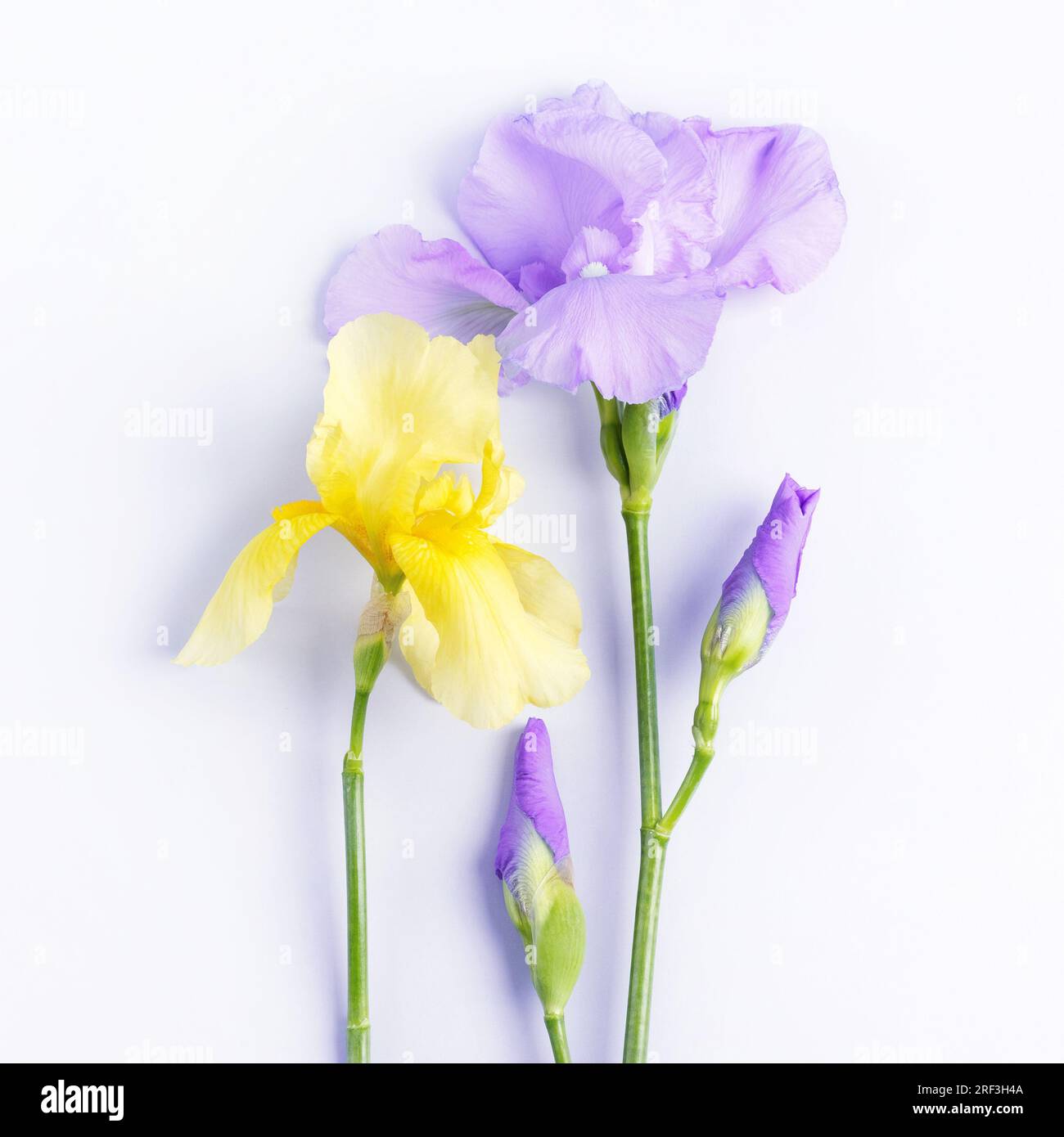 Fleurs d'iris jaunes et bleues. Carte de voeux pour la fête des mères, Saint Valentin, anniversaire. Banque D'Images