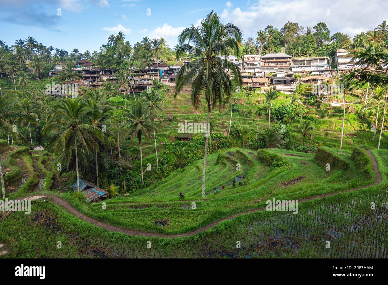 Tegallalang Rice Terrace, une série de rizières arrangées à ubud, bali, indonésie Banque D'Images