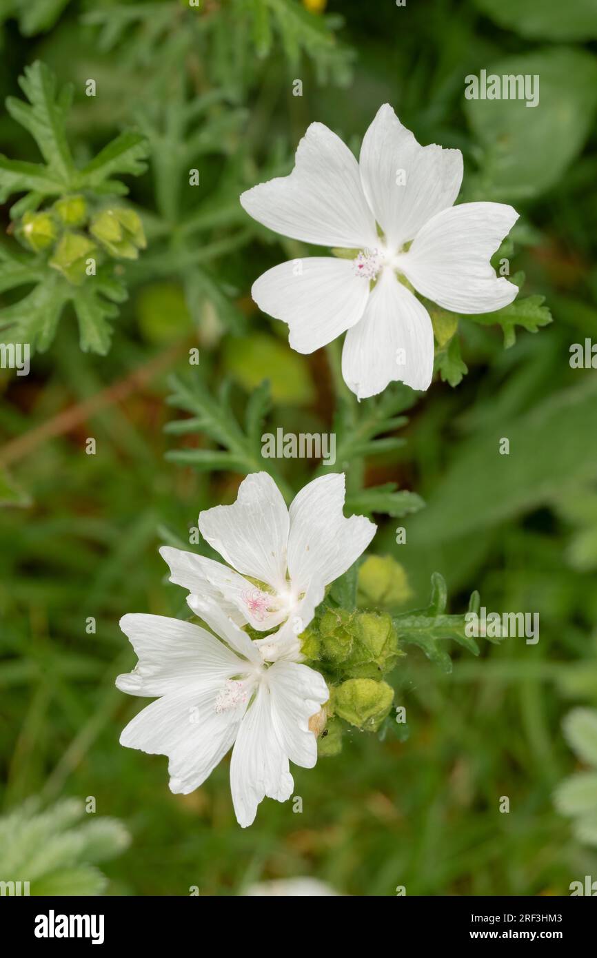 Gros plan d'une belle floraison blanche de fleurs de mauve musquée (Malva moschata) poussant à l'état sauvage Banque D'Images