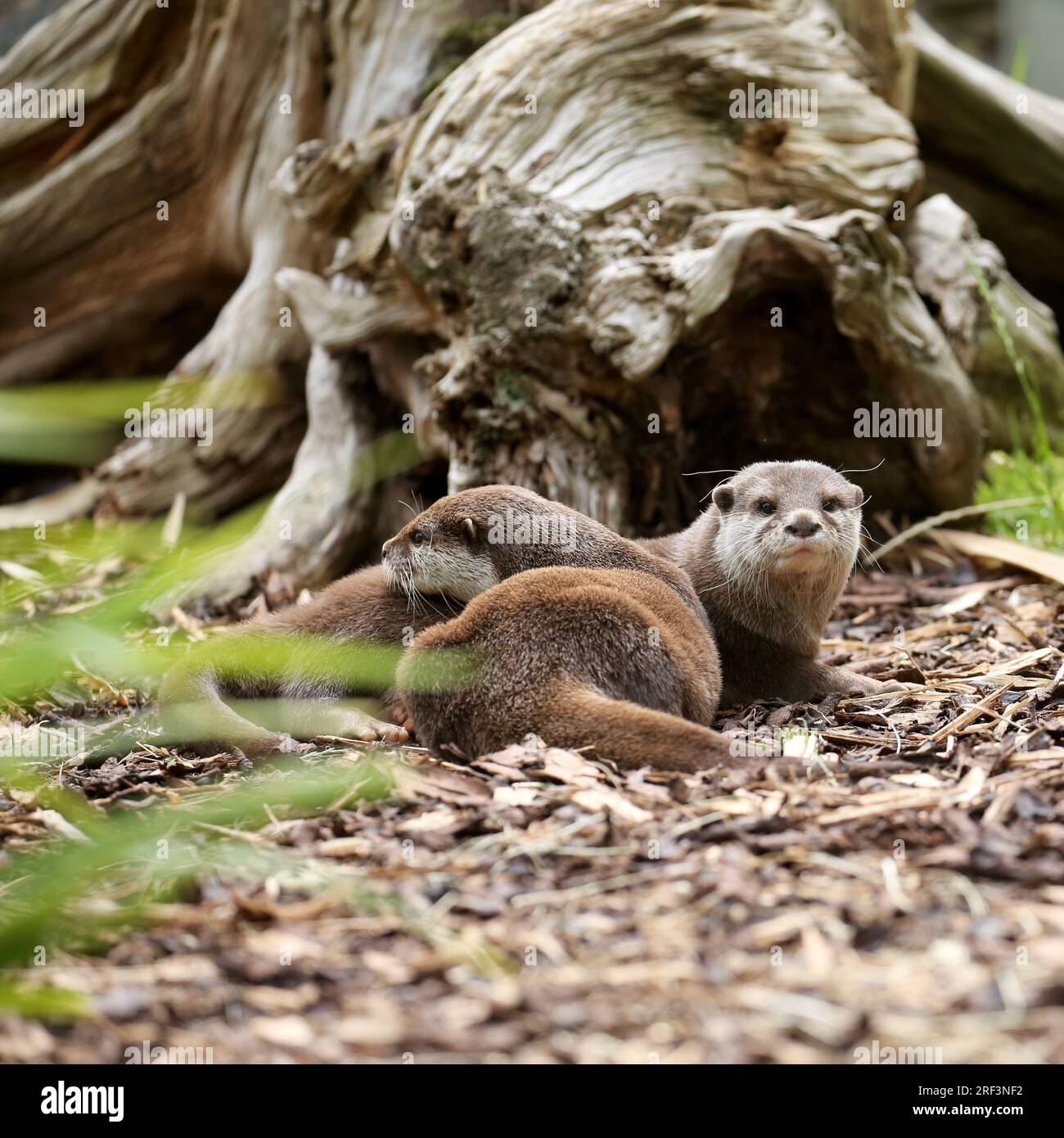 Loutres asiatiques à petites griffes Banque D'Images