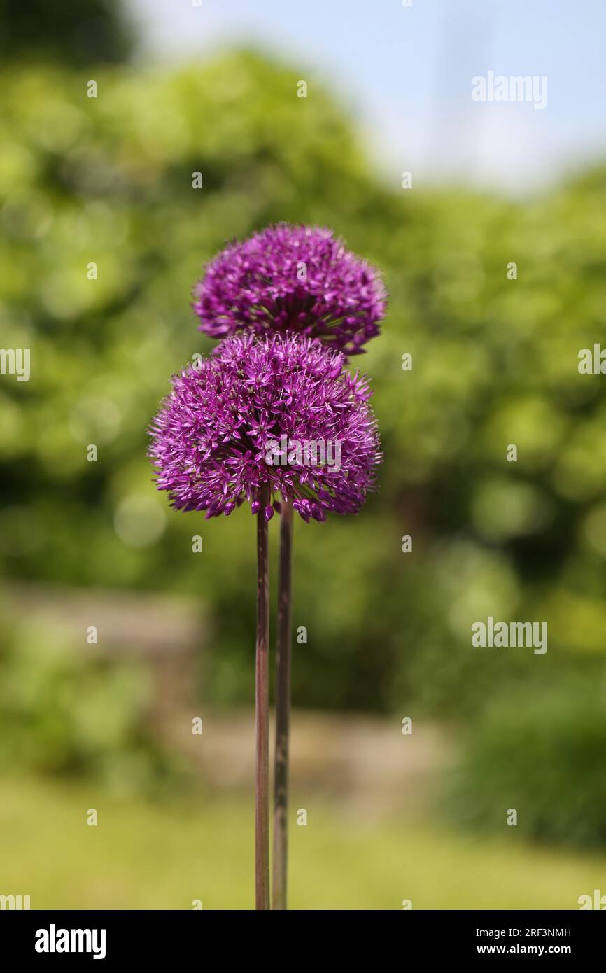 Fleurs d’Allium Banque D'Images