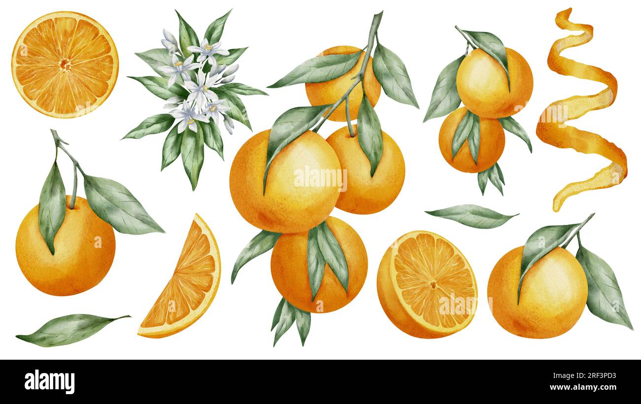 Ensemble de fruits orange. Aquarelle illustration dessinée à la main de branches de mandarine avec des feuilles vertes et des tranches d'agrumes sur fond blanc isolé. Paquet de mandarines pour étiquette alimentaire ou menu. Banque D'Images