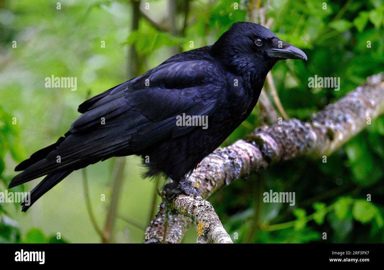 Un corbeau est un oiseau du genre Corvus, ou plus largement un synonyme de tout Corvus. Banque D'Images