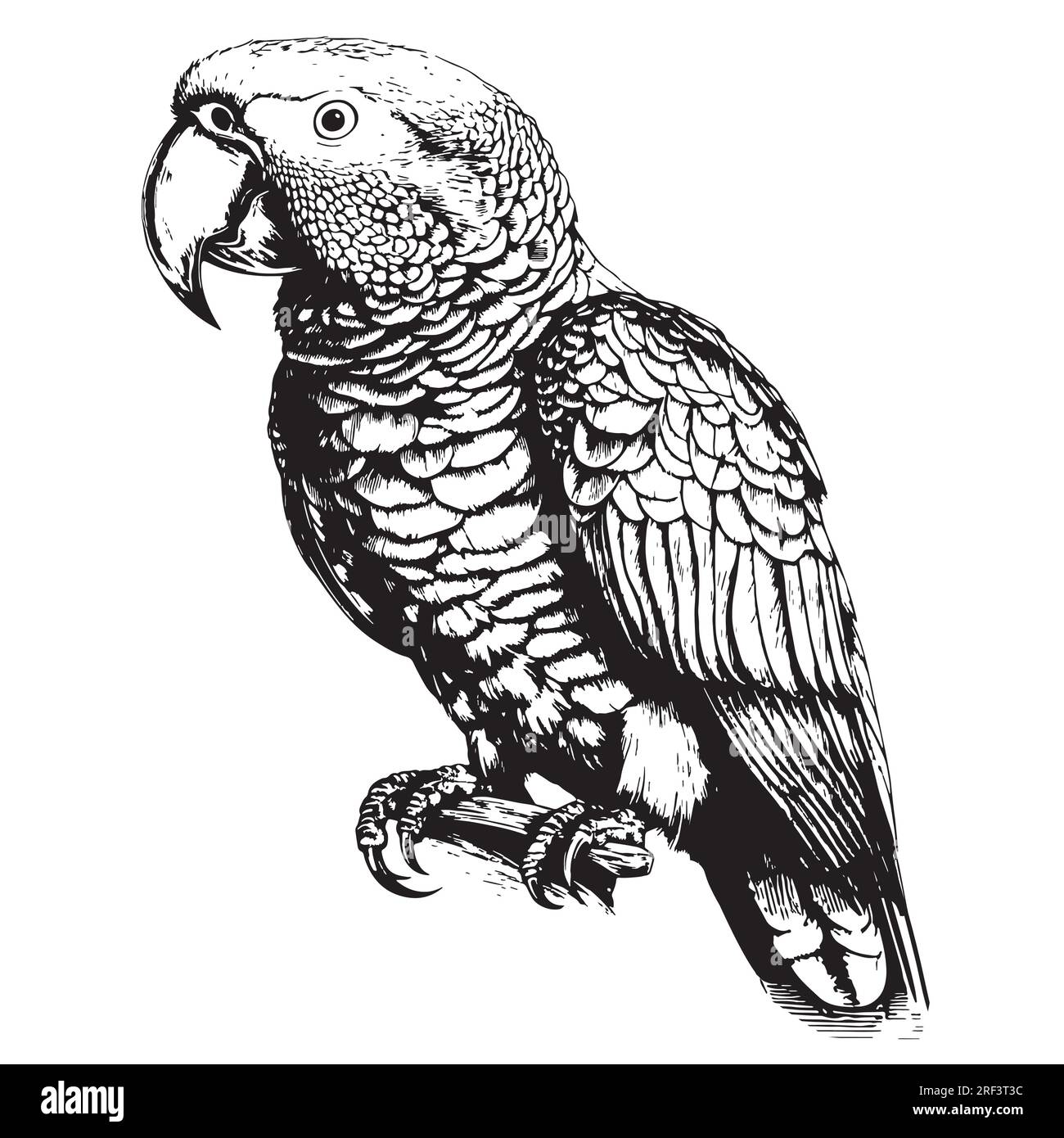 Beau perroquet assis croquis dessiné à la main Bird Illustration de Vecteur