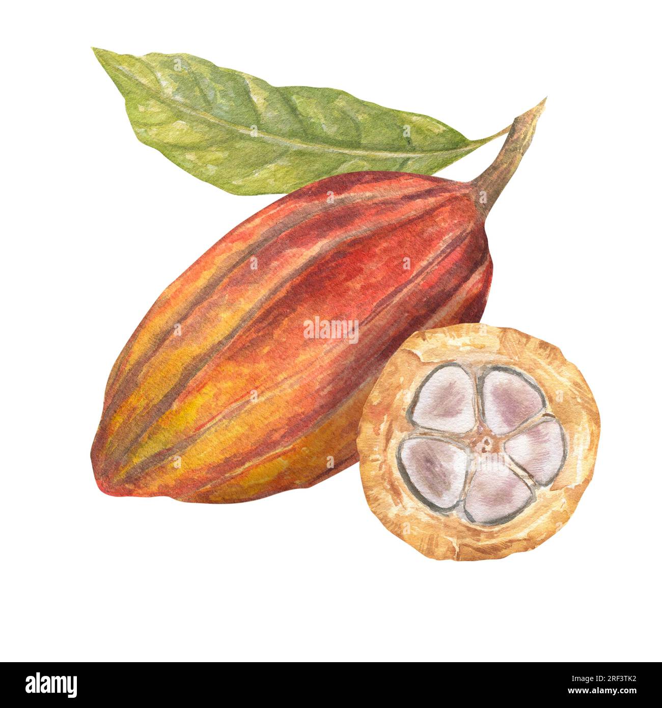 Illustration à l'aquarelle de fruits de cacao coupés remplis de graines de cacao. Illustration isolée dessinée à la main. Convient à la conception d'emballage, menu Banque D'Images