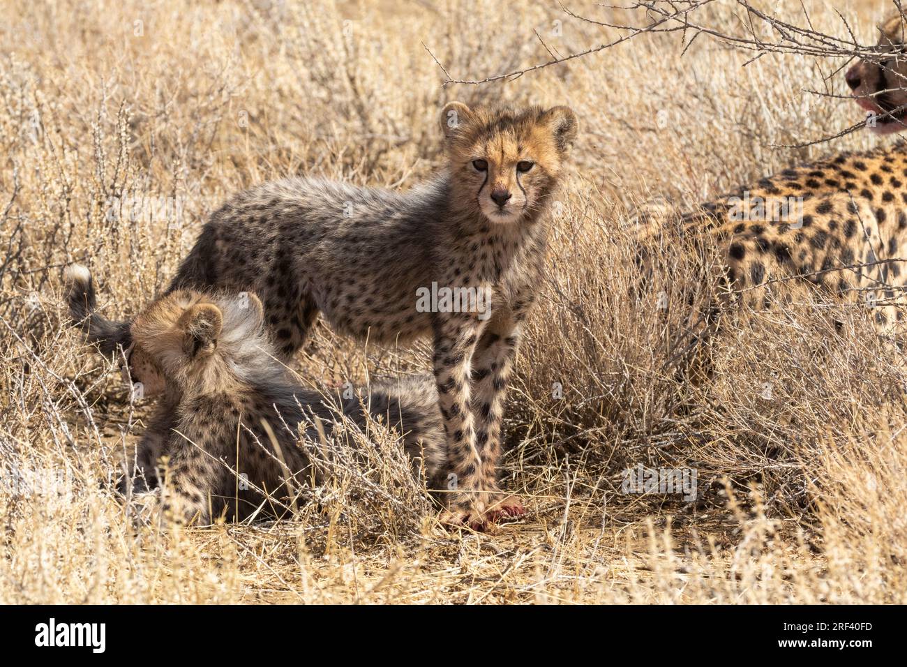 Deux guépards avec leur mère reposant après avoir tué dans le parc national transfrontalier de Kgalagadi, en Afrique du Sud Banque D'Images