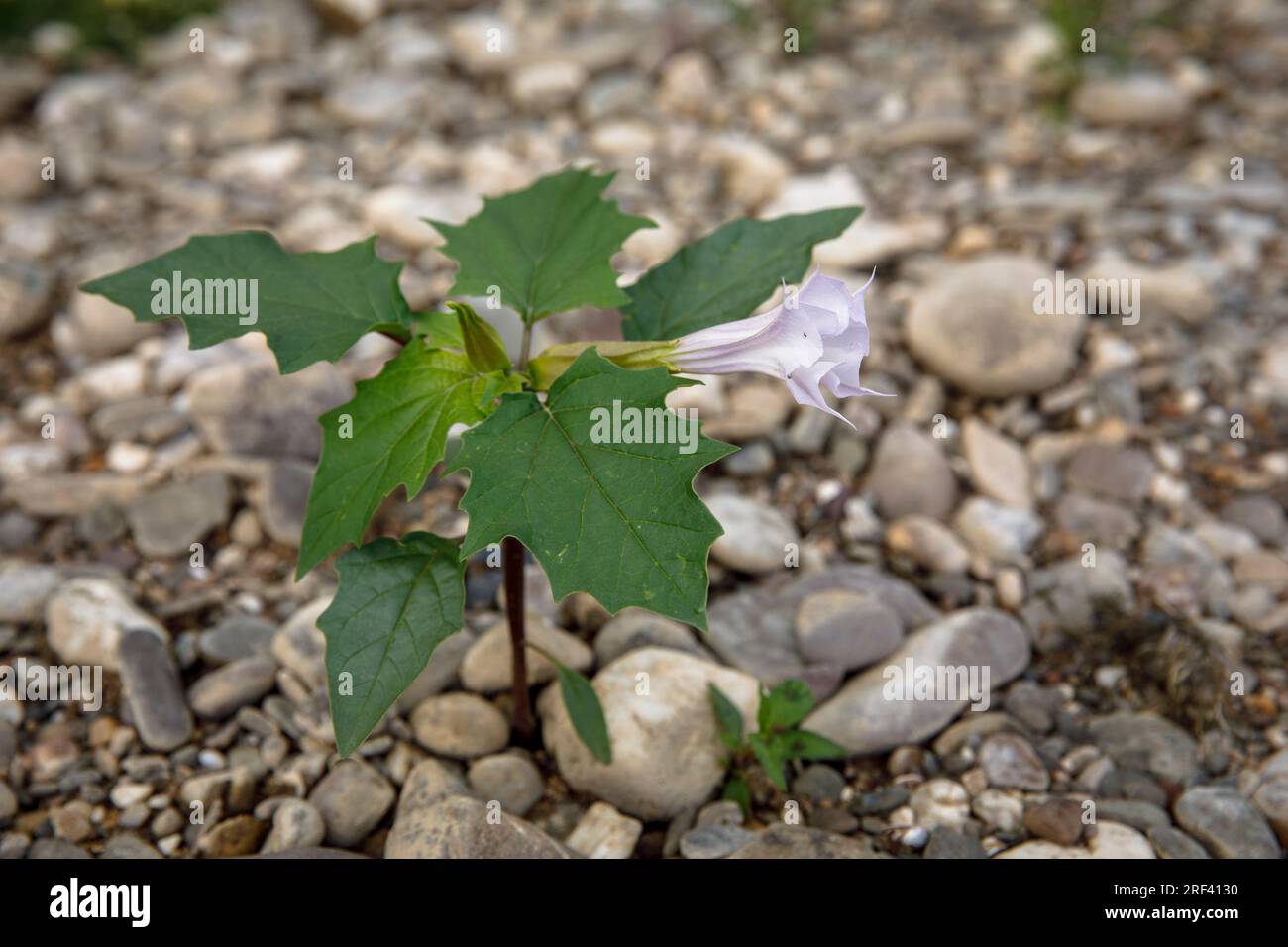 La pomme épine (Datura stramonium) pousse sur les rives du Rhin dans le district Rodenkirchen-Weiss, Cologne, Allemagne. Gemeiner Stechapfel (Datur Banque D'Images