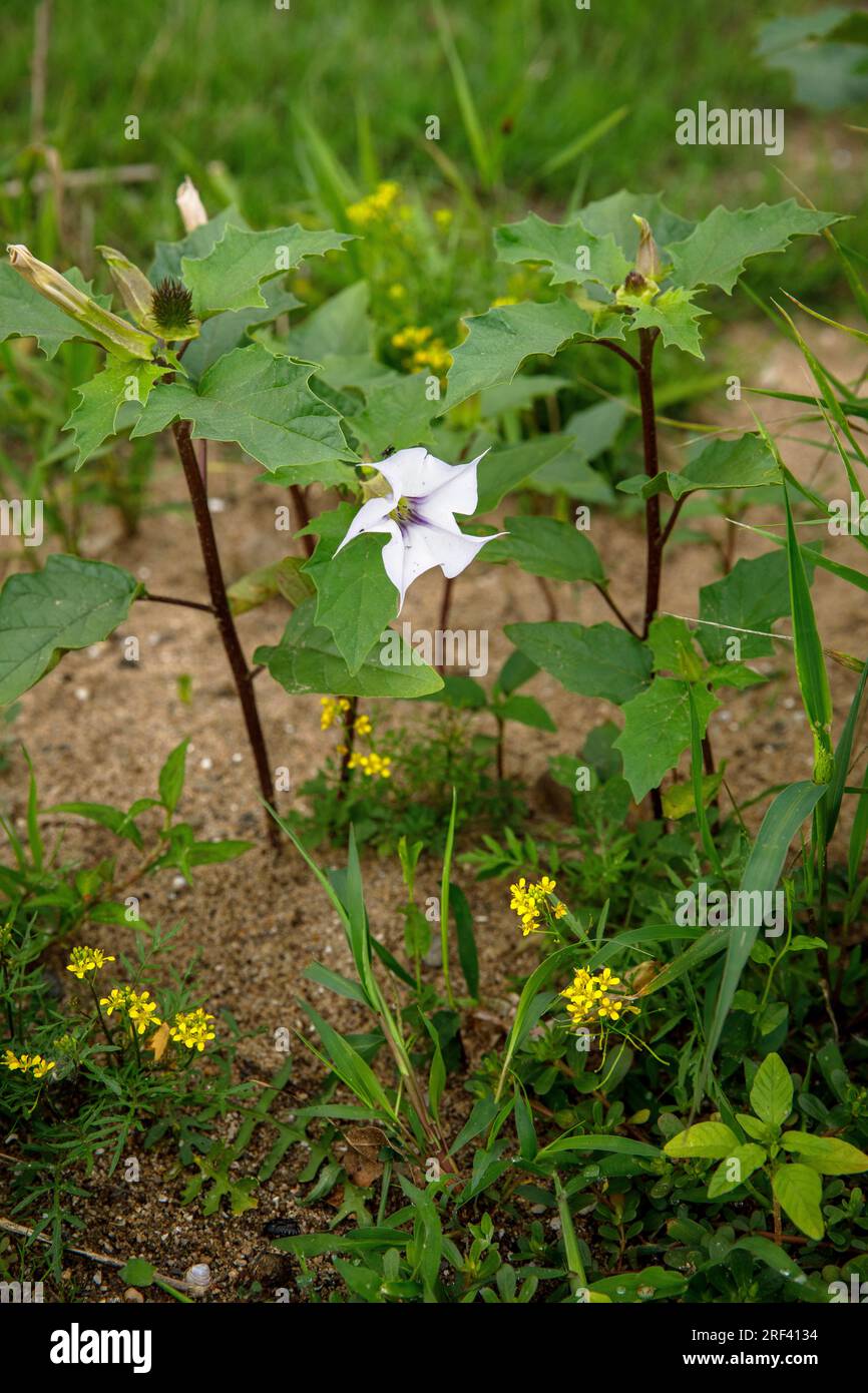 La pomme épineuse (Datura stramonium) et le cresson jaune (Rorippa syvestris) poussent sur les rives du Rhin dans le district Rodenkirchen-Wei Banque D'Images