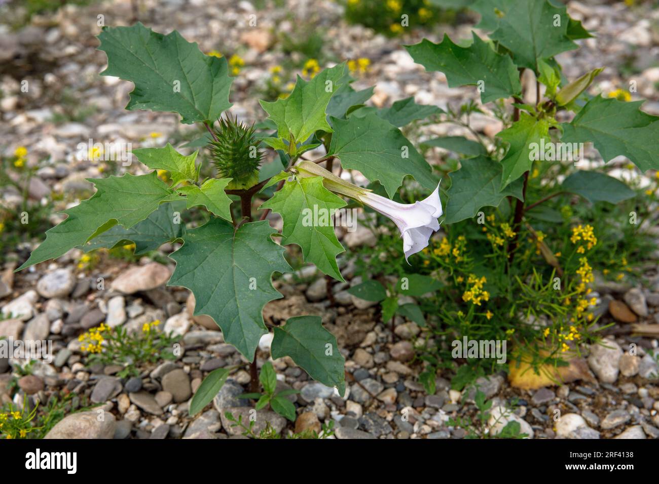 La pomme épine (Datura stramonium) pousse sur les rives du Rhin dans le district Rodenkirchen-Weiss, Cologne, Allemagne. Gemeiner Stechapfel (Datur Banque D'Images