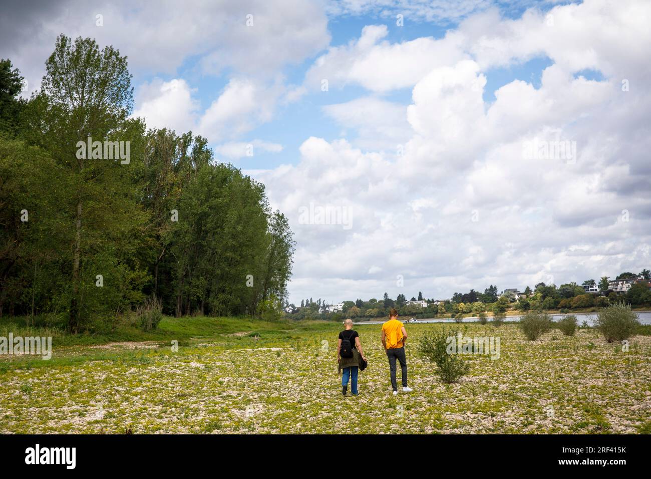 Prairies du Rhin et forêt de plaine inondable à Rodenkirchen-Weiss, Cologne, Allemagne. Rheinaue und Auenwald im Weisser Rheinbogen à Rodenkirchen-Weiss, Banque D'Images