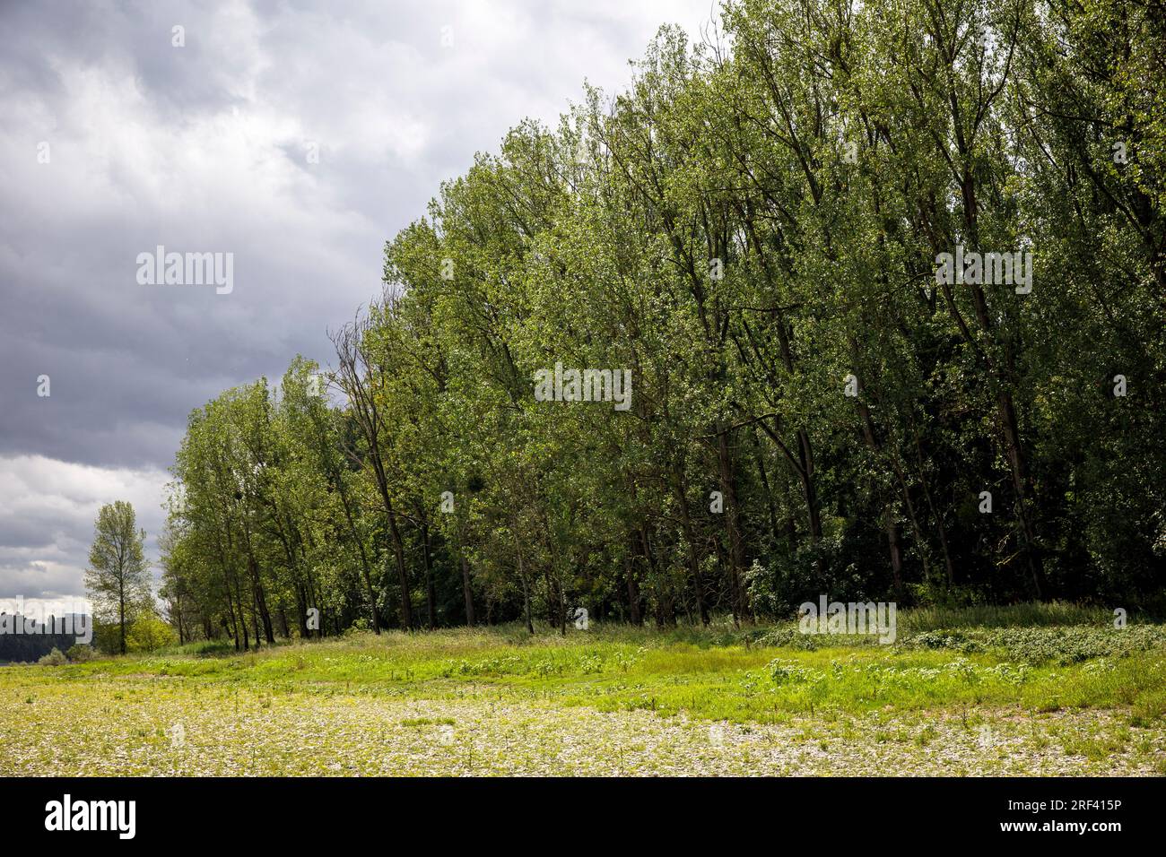 Prairies du Rhin et forêt de plaine inondable à Rodenkirchen-Weiss, Cologne, Allemagne. Rheinaue und Auenwald im Weisser Rheinbogen à Rodenkirchen-Weiss, Banque D'Images