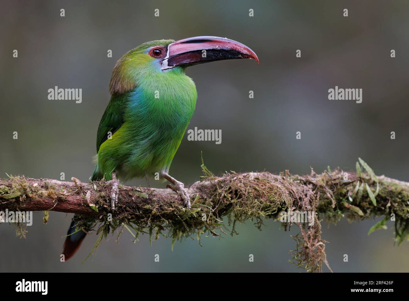 Crimson-Rumped Toucanet, la Florida, Cauca Valley, Colombie, novembre 2022 Banque D'Images