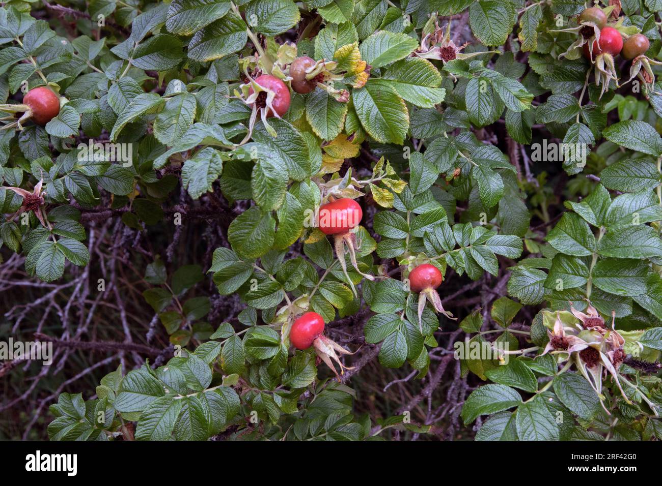 Rosa rugosa. Rose musquée Banque D'Images