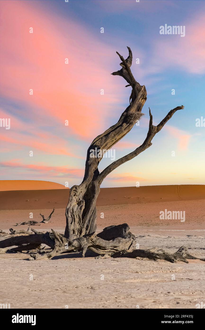 Namibie, désert du Namib, acacia mort dans la vallée morte, dunes rouges en arrière-plan Banque D'Images