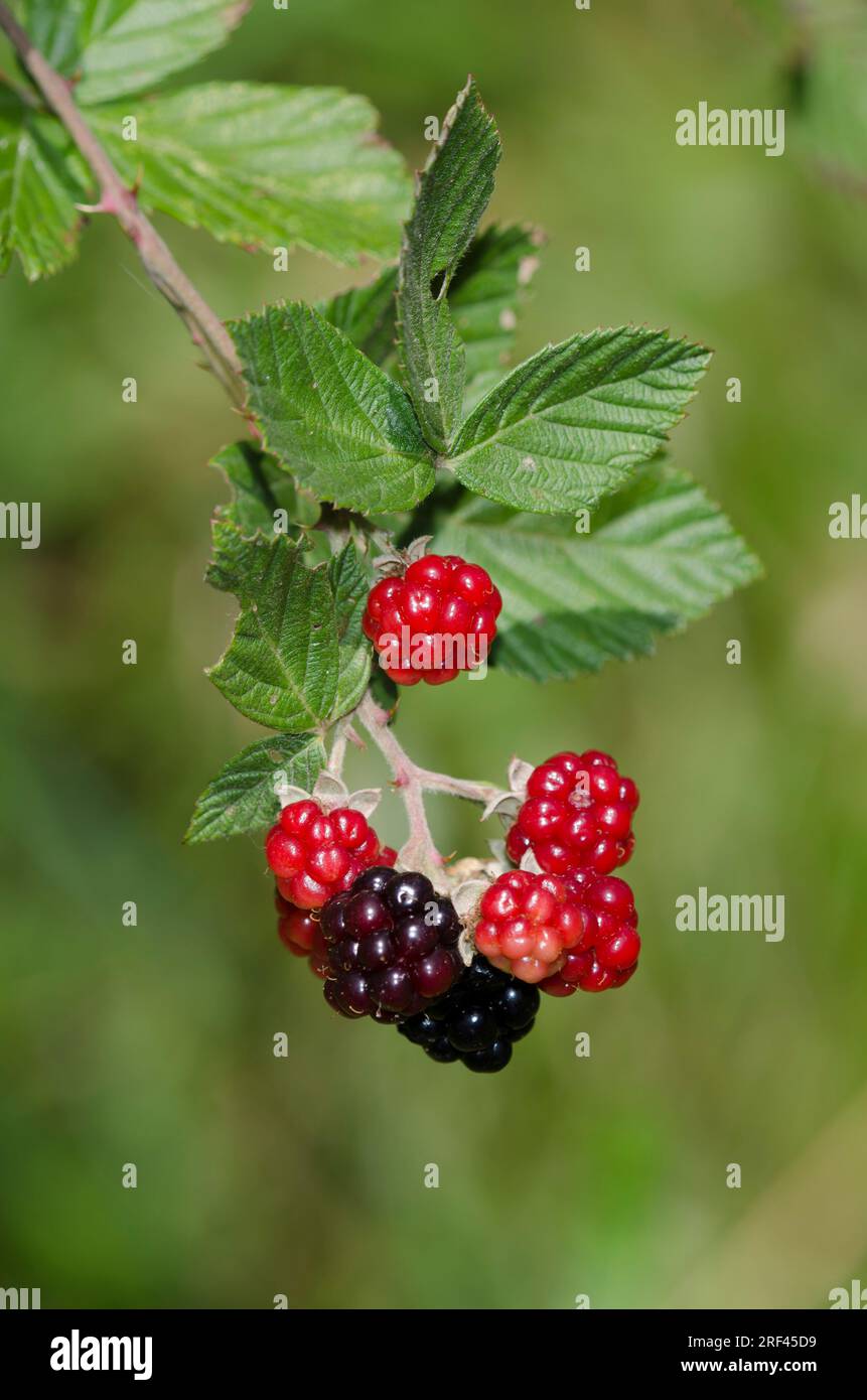 Brumble, Rubus sp., fruit Banque D'Images